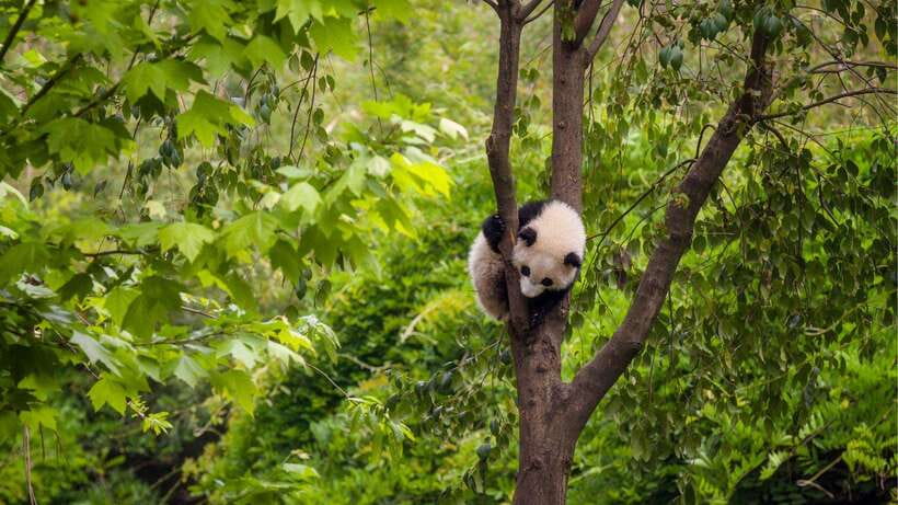Chengdu：Panda Base Entry Ticket & English PDF Guidebook - Price and Value: Is It Worth $20?
