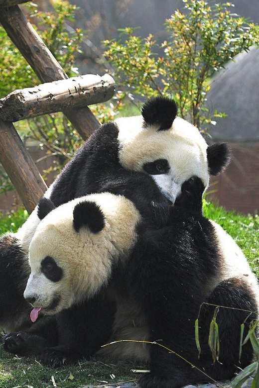 Chengdu：Panda Base Entry Ticket & English PDF Guidebook - Who This Works Best For