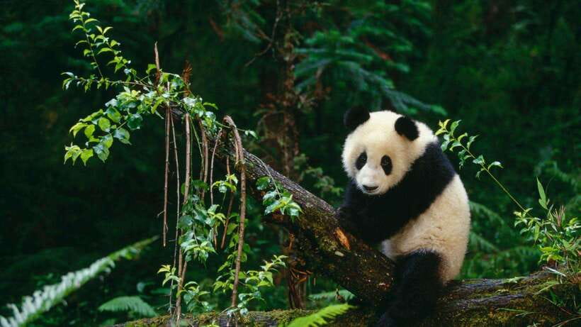 Chengdu：Panda Base Entry Ticket & English PDF Guidebook - Choosing the Best Panda Base Time Slot (Morning vs Afternoon)