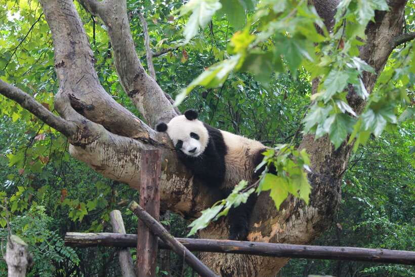 Chengdu: Panda Base Half Day Group Tour - Key Points Worth Knowing