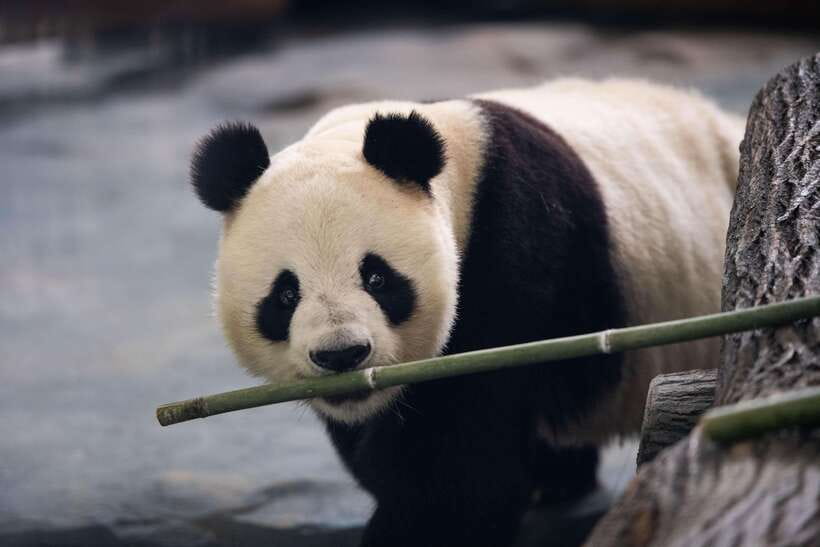 Chengdu: Panda Base Half Day Group Tour - Panda Base Magic Without the Full-Day Commitment