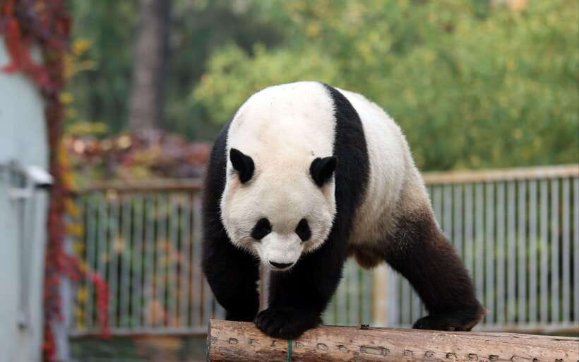 Chengdu: Panda Base Half Day Group Tour - Inside the Research Base: Your Guided Bamboo-Shaded Panda Walk