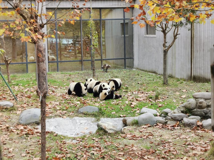 Chengdu: Panda Base Half Day Group Tour - Panda Nursery Stop: How to Make the Cubs Moment Count