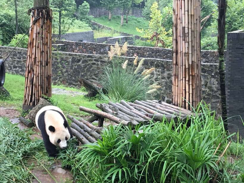 Chengdu: Panda Base Half Day Group Tour - Red Pandas After the Big Pandas: The Cute Left Turn