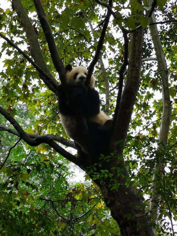 Chengdu: Panda Base Half Day Group Tour - Price and Value: Why This $30 Tour Can Be a Smart Buy
