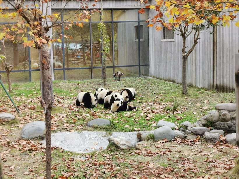 Chengdu: Panda Base Half Day Group Tour - Timing, Crowds, and Simple Tips That Save Your Sanity
