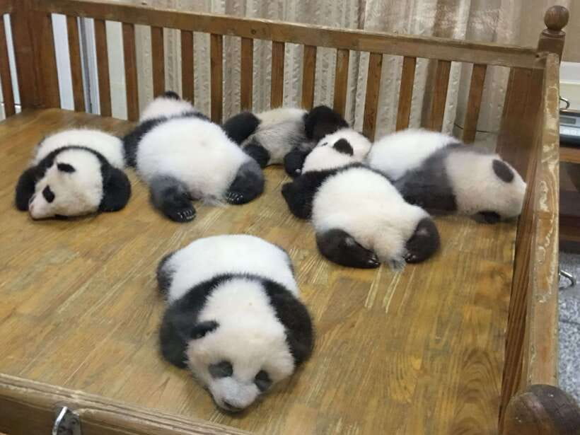 Chengdu: Panda Base Half Day Group Tour - Special Options: When the Tour Extends to Leshan
