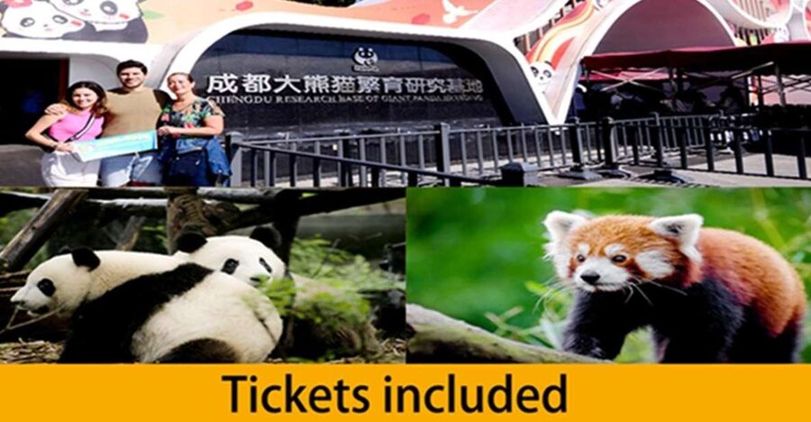 Chengdu panda base half day tour - Key things to know before you go