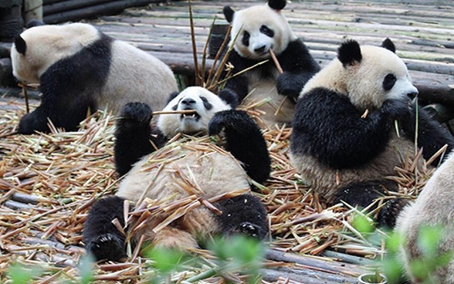 Chengdu panda base half day tour - The guided route: more active giant pandas and less crowd pressure