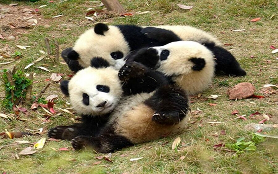 Chengdu panda base half day tour - What you learn: panda facts and Chengdu research context, in English