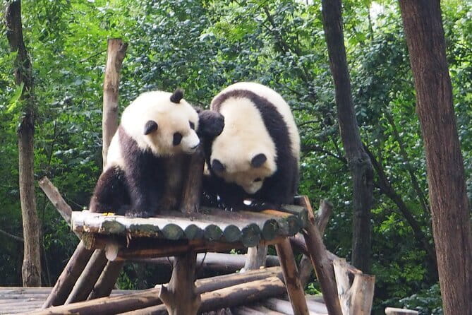 Chengdu Panda Breeding Base Ticket w/ Optional Transfer or Guide - Quick takeaways before you book