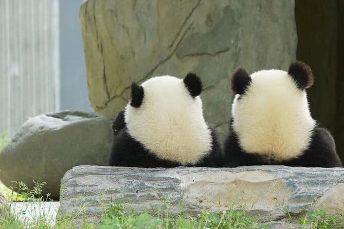 Chengdu Panda Breeding Base Ticket w/ Optional Transfer or Guide - Inside the Panda Breeding Base: what you’ll actually see