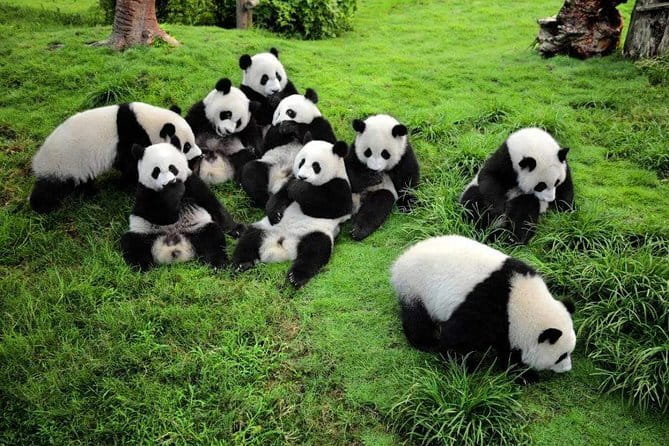 Chengdu Panda Breeding Base Ticket w/ Optional Transfer or Guide - The golf car inside the base: worth paying or skip it?