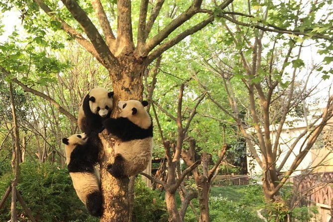 Chengdu Panda Breeding Base Ticket w/ Optional Transfer or Guide - Optional Leshan Giant Buddha: why the combo can be a smart use of a day