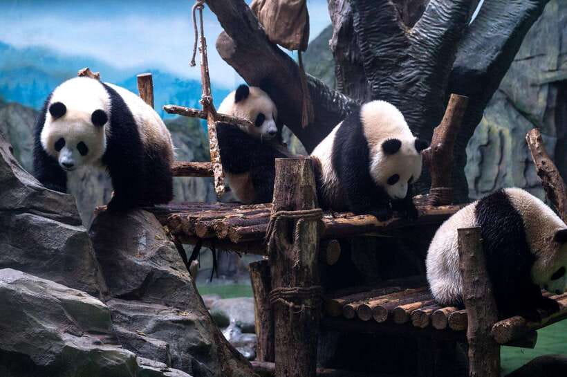 Chengdu: Panda Breeding Base Tickets Booking - Key Points Before You Go