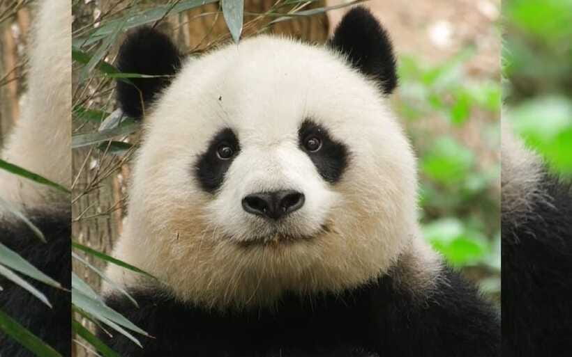 Chengdu: Panda Breeding Base Tickets Booking - Up Close With Cubs and Learning What Panda Life Involves