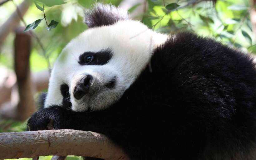 Chengdu: Panda Breeding Base Tickets Booking - Cost vs Value: Why This Ticket Booking Is Worth Your Time