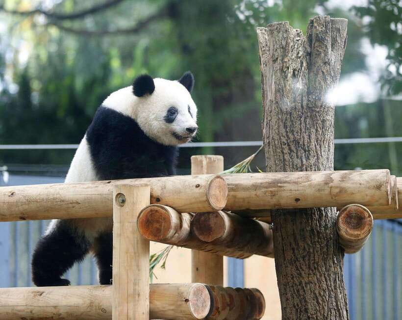 Chengdu: Panda Breeding Base Tickets Booking - Should You Book This Panda Base Ticket Booking?
