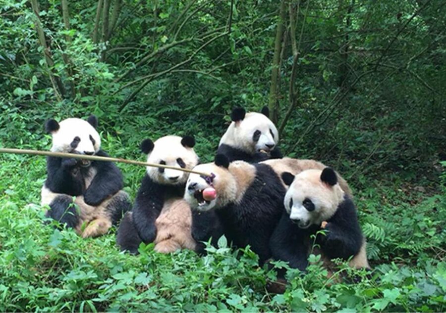Chengdu panda & Leshan Buddha One Day Private Tour - Price and logistics: is $185 per person actually good value?