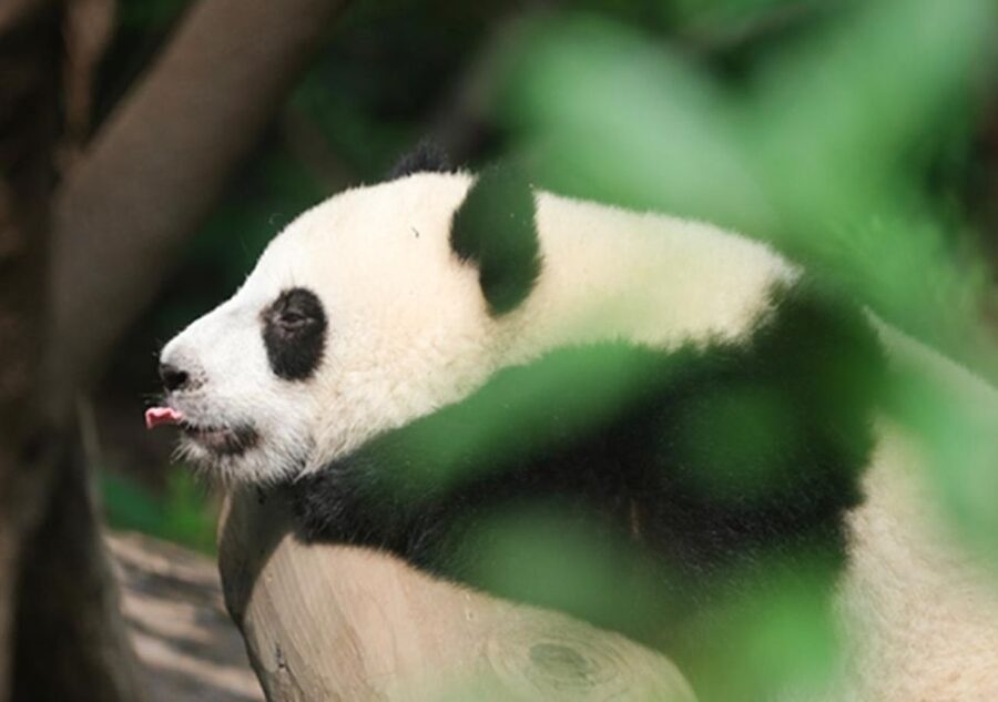 Chengdu panda & Leshan Buddha One Day Private Tour - What the panda experience feels like when your guide explains the culture