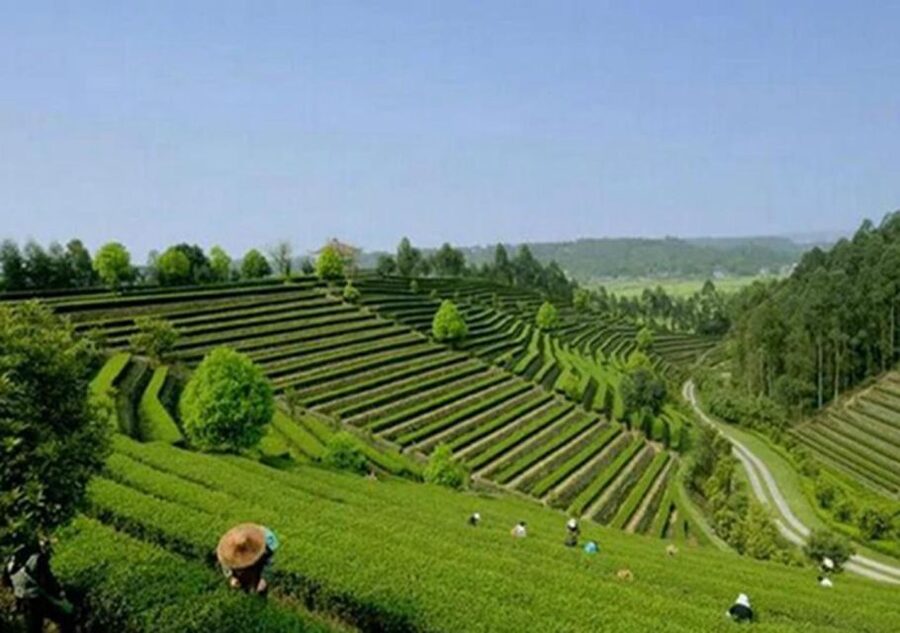 Chengdu panda & Leshan Buddha One Day Private Tour - Leshan Giant Buddha by boat: what you will see