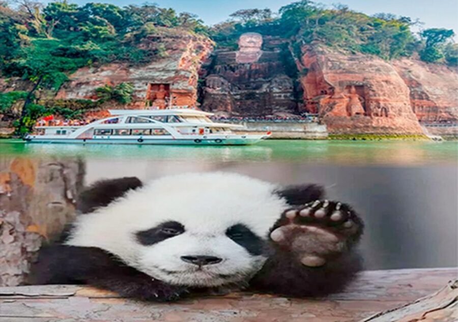 Chengdu panda & Leshan Buddha One Day Private Tour - The private guide experience: English-Chinese support that actually helps