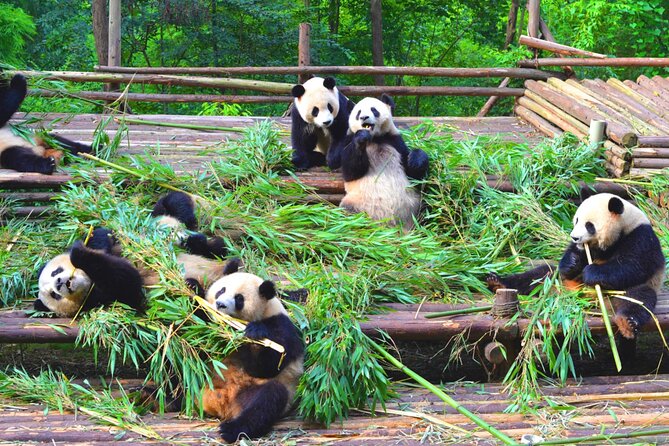 Chengdu Panda & Leshan Giant Buddha Premium Private Day Tour - The Car Comfort, Driver Skills, and English Support That Save Your Energy
