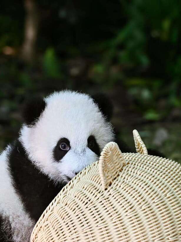 Chengdu: Panda Research Base Ticket or Private Transfer Tour - Key Things You Will Notice