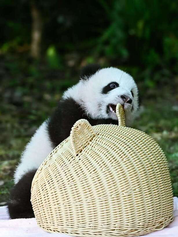 Chengdu: Panda Research Base Ticket or Private Transfer Tour - Price and Value for a 4-Hour Panda Day