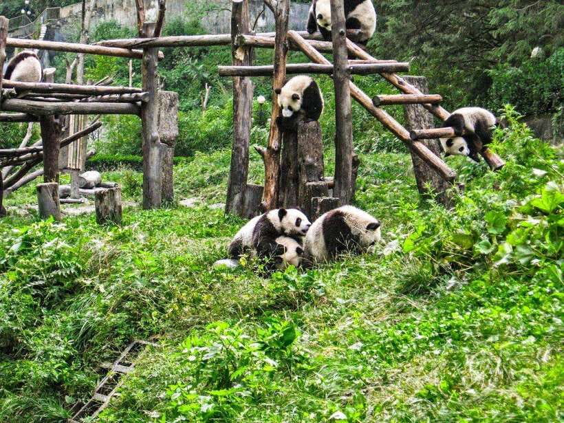Chengdu: Panda Research Base Ticket or Private Transfer Tour - Your Panda Base Visit: How the 4 Hours Really Works
