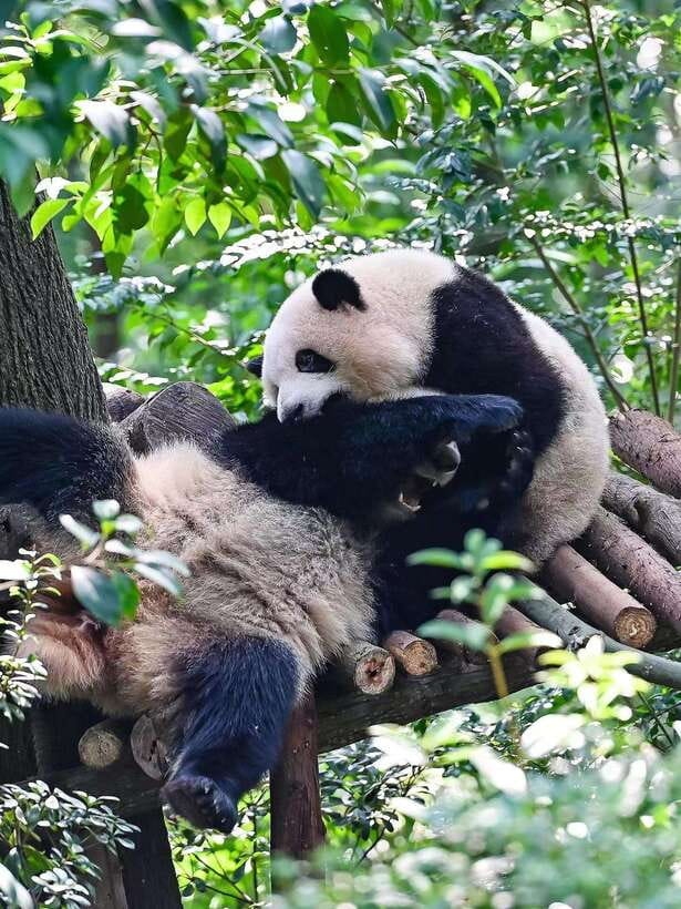 Chengdu: Panda Research Base Ticket or Private Transfer Tour - Photo Stops and Panda Proximity, What to Expect
