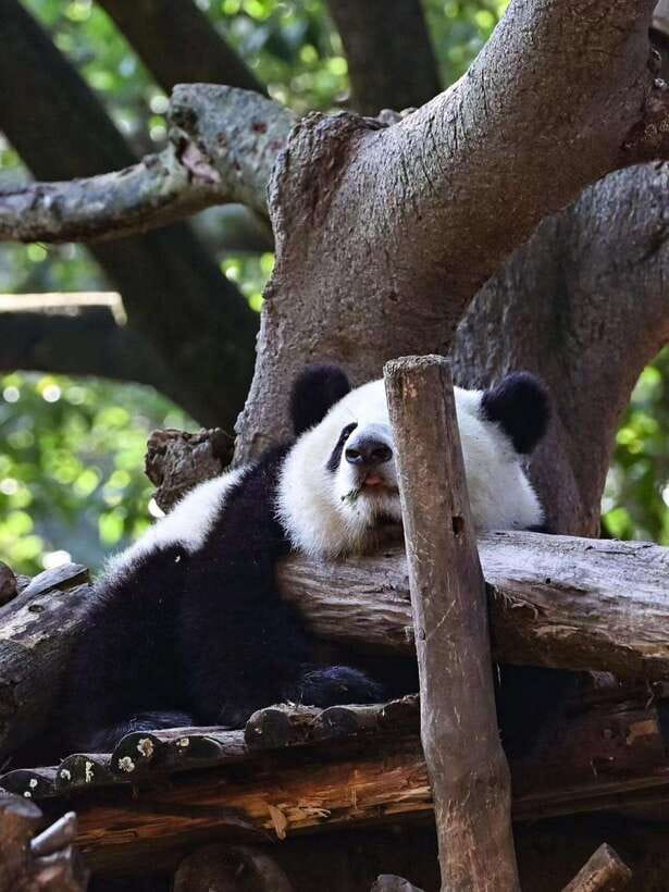 Chengdu: Panda Research Base Ticket or Private Transfer Tour - Navigating a Large Park Without Getting Frustrated
