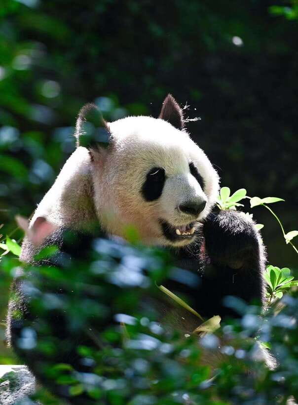 Chengdu: Panda Research Base Ticket or Private Transfer Tour - Tickets, Passport Details, and the Real-Name Requirement
