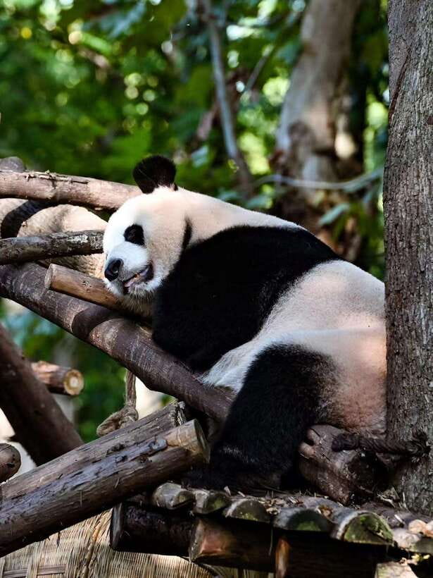 Chengdu: Panda Research Base Ticket or Private Transfer Tour - Who This Panda Base Experience Suits Best