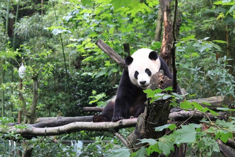 Chengdu: Panda Research Base Ticket or Volunteer Day Trip - Key Points I’d Focus On