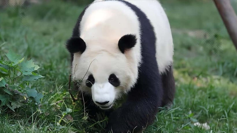 Chengdu: Panda Research Base Ticket or Volunteer Day Trip - Should You Book This Chengdu Panda Package?