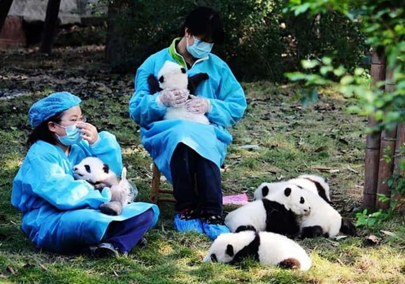 Chengdu: Panda Research Base Ticket or Volunteer Day Trip - Chengdu Panda Base, Panda Planet, and the Panda Musical, What You’re Really Buying