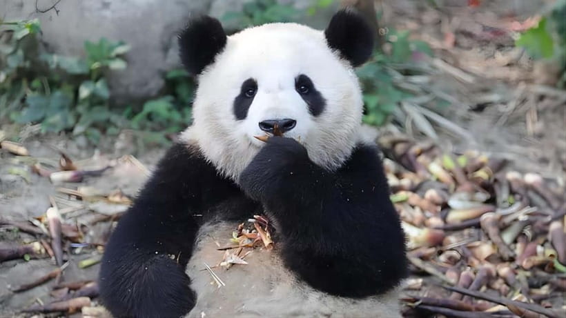 Chengdu: Panda Research Base Ticket or Volunteer Day Trip - Optional Volunteer Day Trips, Dujiangyan, Wolong Shenshuping, and Yaan Bifengxia