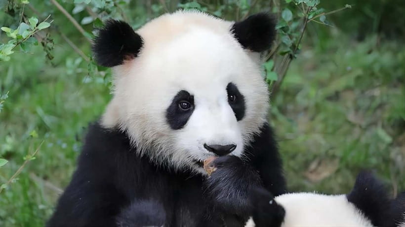 Chengdu: Panda Research Base Ticket or Volunteer Day Trip - Guide Quality Can Make or Break the Day, Including Iris