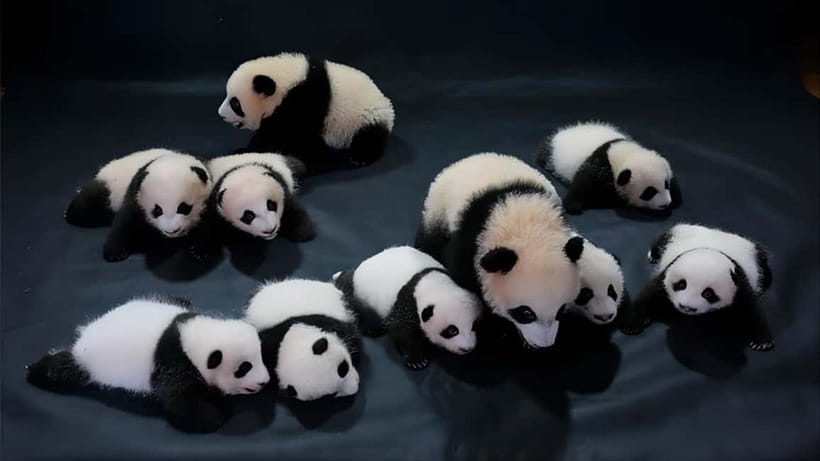 Chengdu: Panda Research Base Ticket or Volunteer Day Trip - Who This Works Best For, and Who Should Skip or Adjust