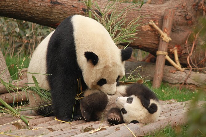 Chengdu Panda Research Base Tickets And Optional Private Tour - Price and value: where your $16 goes