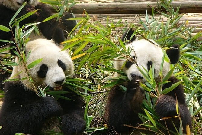 Chengdu Private Day Tour to Emei Mountain with Lunch and Cable Car Ride - Crowds, comfort, and what to bring for a smoother day