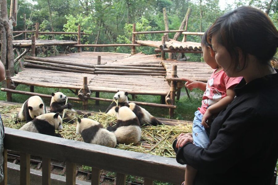 Chengdu: Private Panda Base Tour with 80 Pandas - Key points that matter before you go