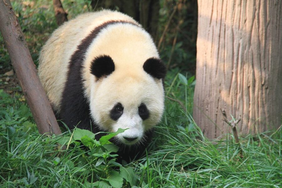 Chengdu: Private Panda Base Tour with 80 Pandas - Who this tour is best for