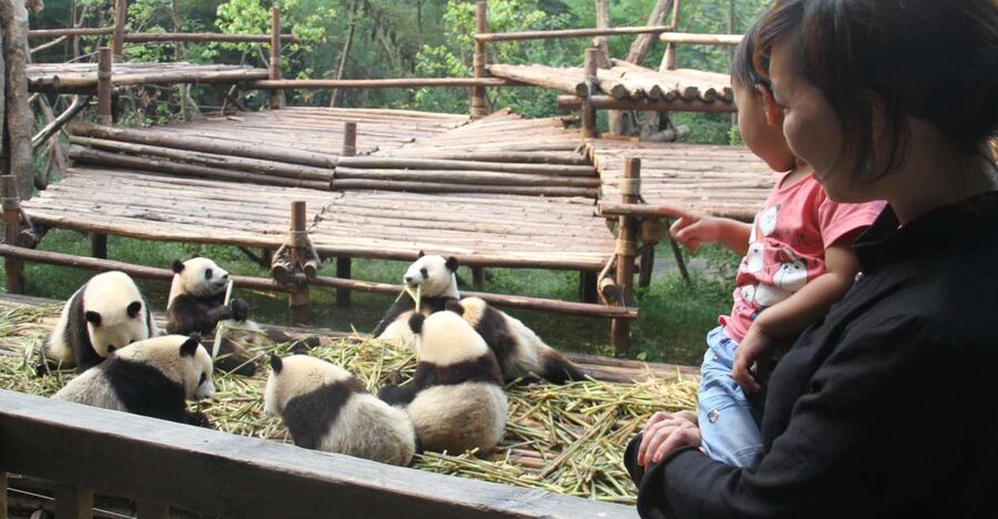 Chengdu: Private Panda Base Tour with 80 Pandas - Chengdu Panda Base: why this private format feels worth it