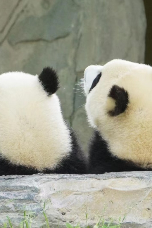 Chengdu: Private Panda Base Tour with 80 Pandas - What happens at the Base: 2 hours of pandas, habitats, and facts you can use