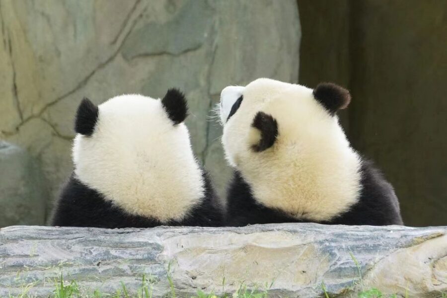 Chengdu: Private Panda Base Tour with 80 Pandas - Photo stops and viewing strategy: how to avoid feeling rushed