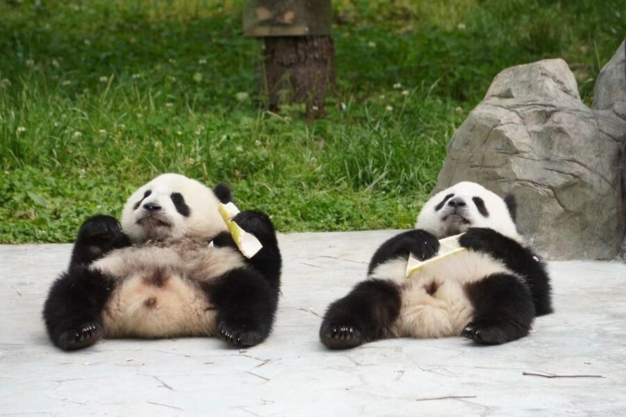 Chengdu: Private Panda Base Tour with 80 Pandas - The half-day panda tour plus option: adding Leshan Buddha and Huanglongxi