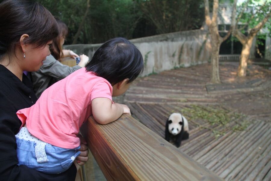 Chengdu: Private Panda Base Tour with 80 Pandas - Transportation, pickup, and drop-offs: the practical side of private touring