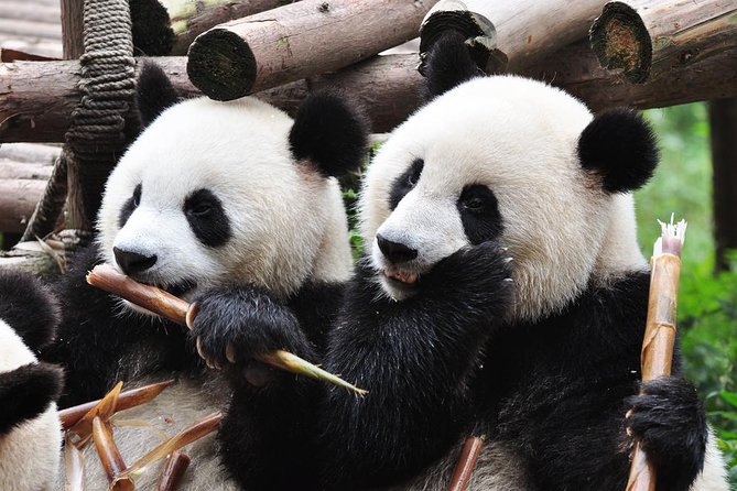 Chengdu Private Sightseeing Tour with Panda Breeding Center Visit - Wenshu Temple and a Buddhist monastery lunch: calm after the pandas